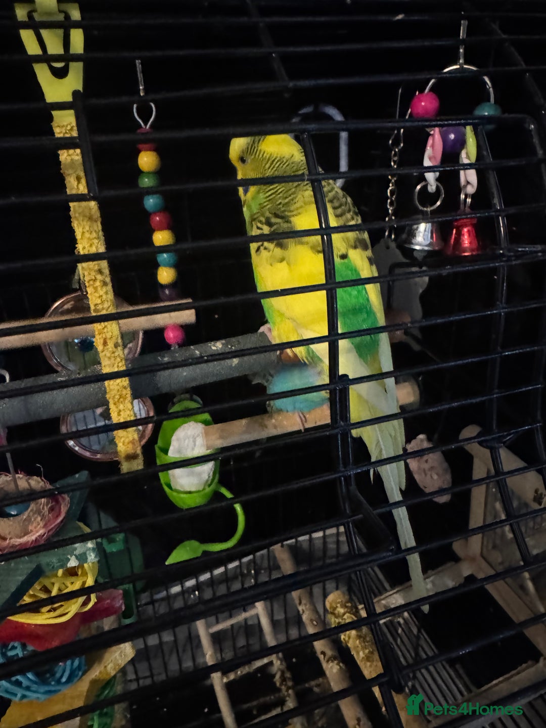 Budgerigars birds for sale: Buggies  - Advert 2