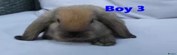 Mini Lop rabbits for sale: Cute French x Mini Lop Looking for Loving Homes! - Advert 29
