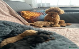 Toy Poodle dogs for sale: Phantom, black and tan and cream toy poodles  - Image 15