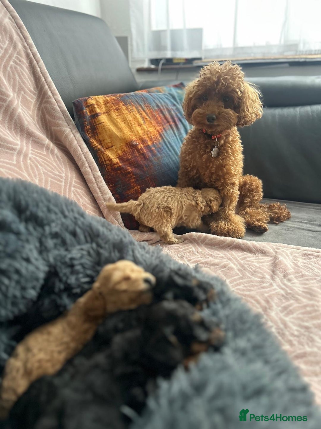 Toy Poodle dogs for sale: Phantom, black and tan and cream toy poodles  - Image 15