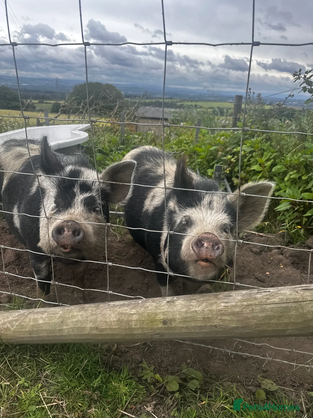 Pig livestock for sale: Kuni kuni pigs  - Advert 3