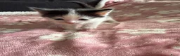 Domestic Shorthair cats for sale: Beautiful kittens 5* homes  - Advert 9