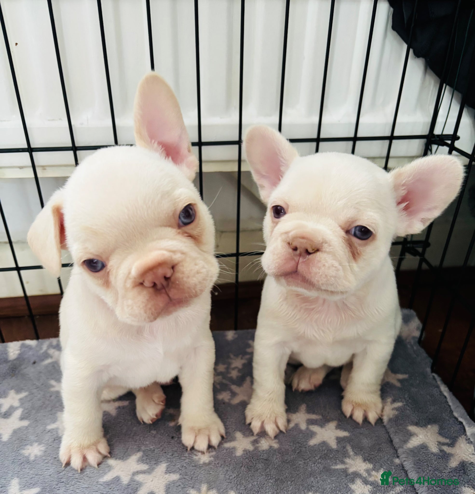 French Bulldog dogs French bulldog Puppies  - Advert 19