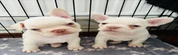 French Bulldog dogs for sale: French bulldog Puppies  - Advert 1