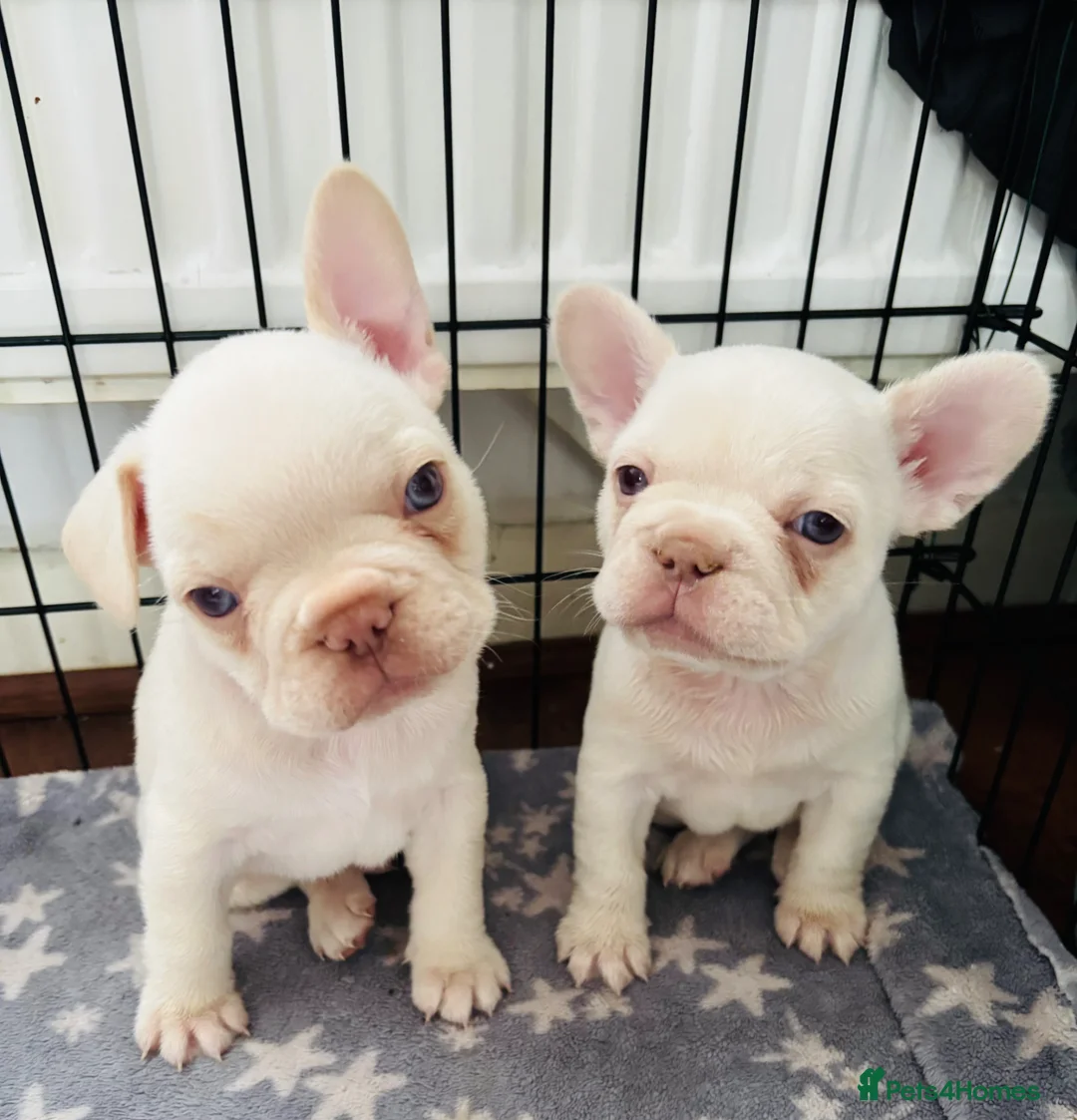 French Bulldog dogs for sale: French bulldog Puppies  - Advert 1