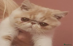 Exotic cats for sale: OUTSTANDING QUALITY EXOTIC KITTENS  - Image 3