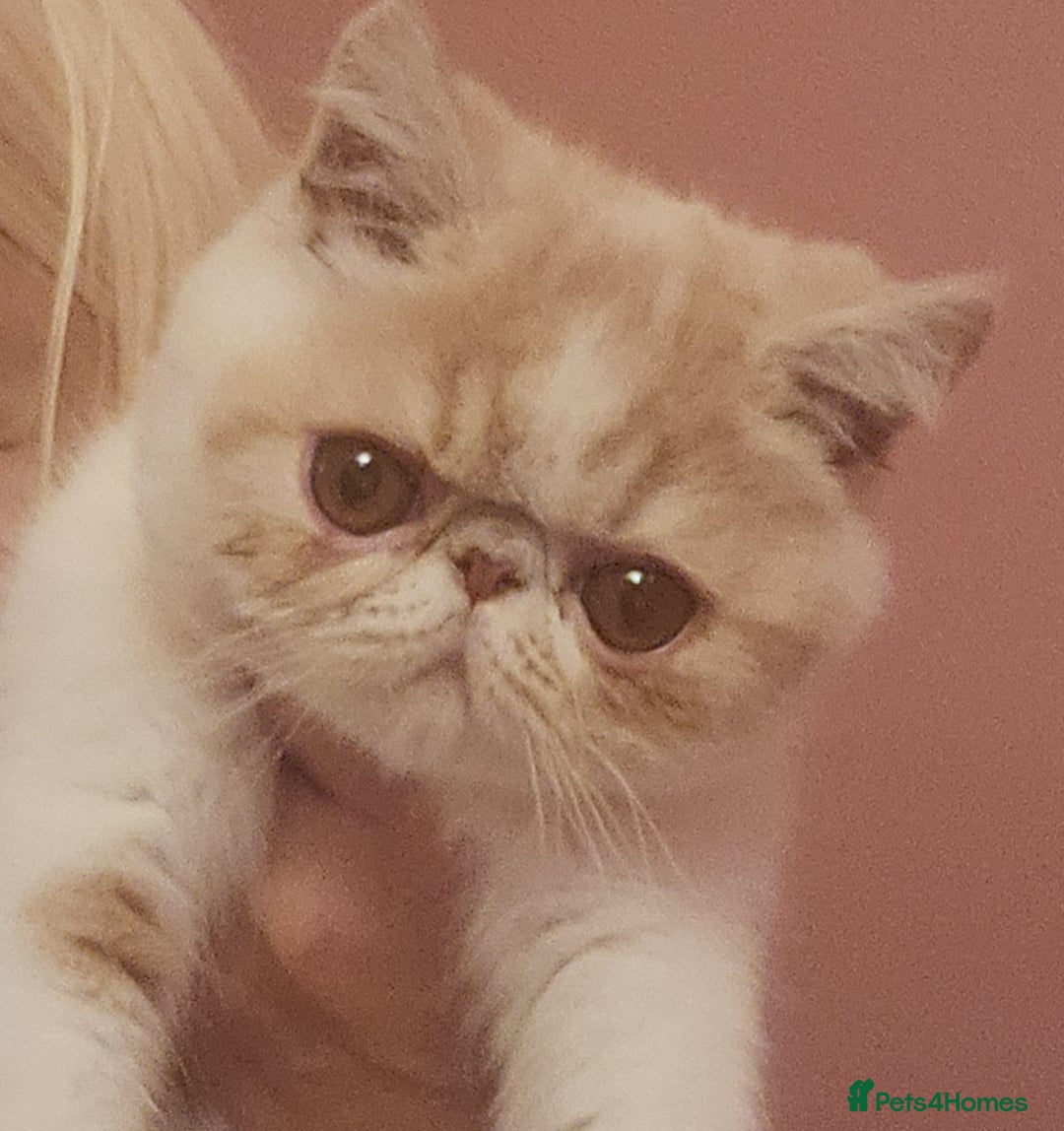 Exotic cats for sale: OUTSTANDING QUALITY EXOTIC KITTENS  - Image 3