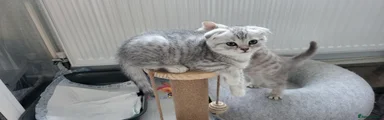 Scottish Fold girl