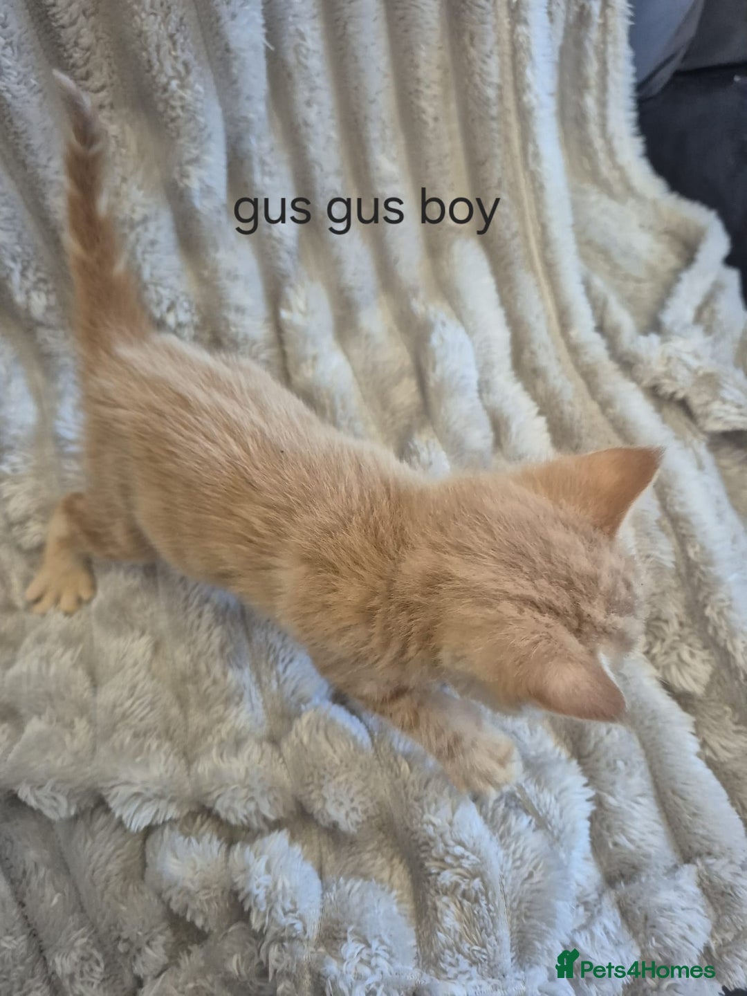 Mixed Breed cats for sale: Unusual litter for sale. 3 LEFT - Advert 5