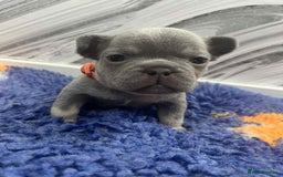 French Bulldog dogs for sale: French bulldog puppies - Image 7