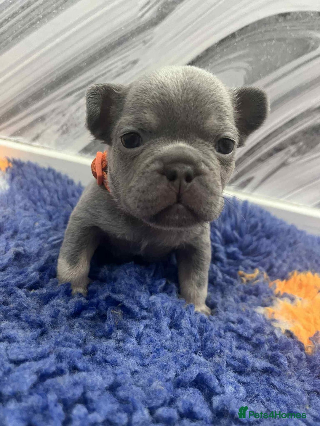 French Bulldog dogs for sale: French bulldog puppies - Image 7