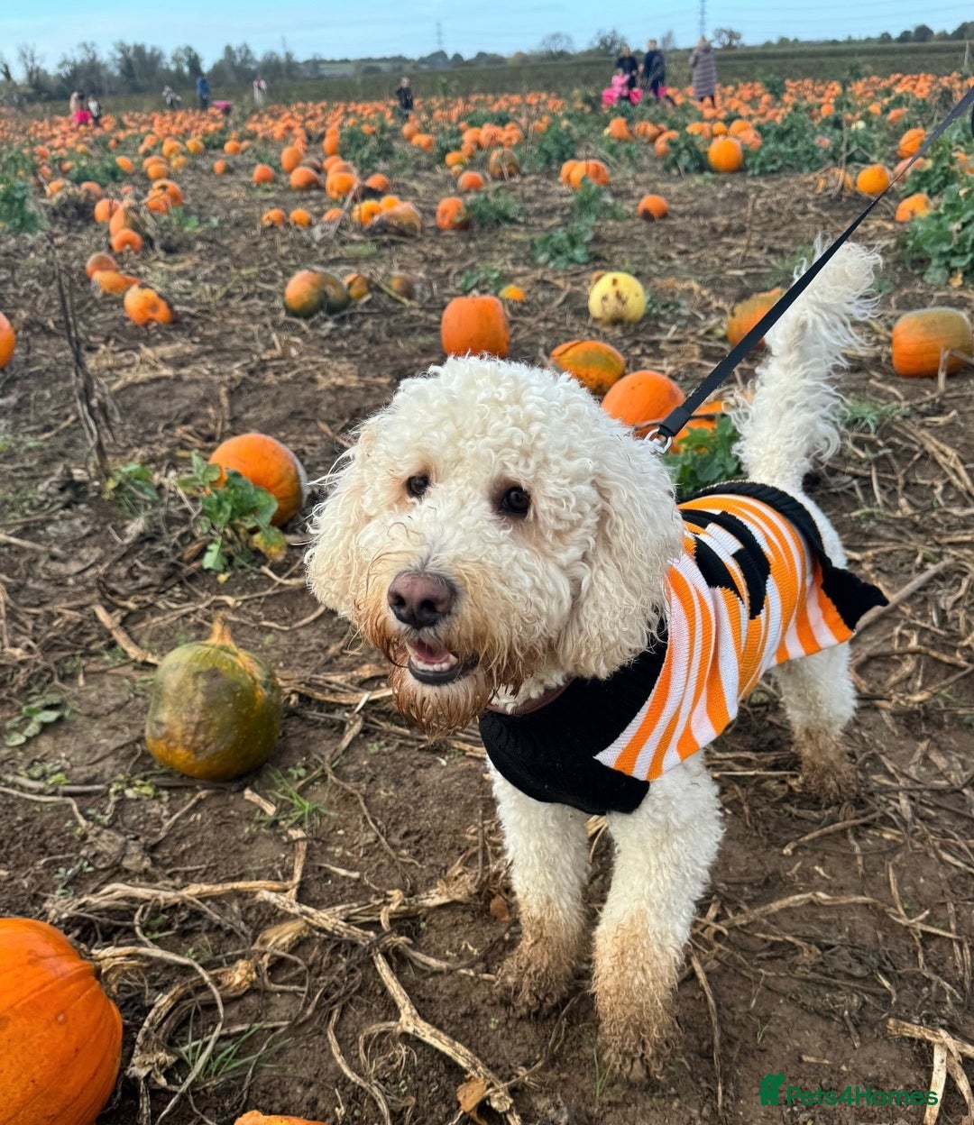 Cockapoo dogs for stud: Reggie F2B Cockapoo For Stud - Image 11