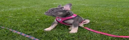 French Bulldog dogs for sale: Last 3 Gorgeous Female Frenchie Pups - Advert 3