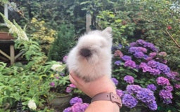 Angora rabbits for sale: 🧡Teddydwerg babies- Imported parents🧡 - Image 5
