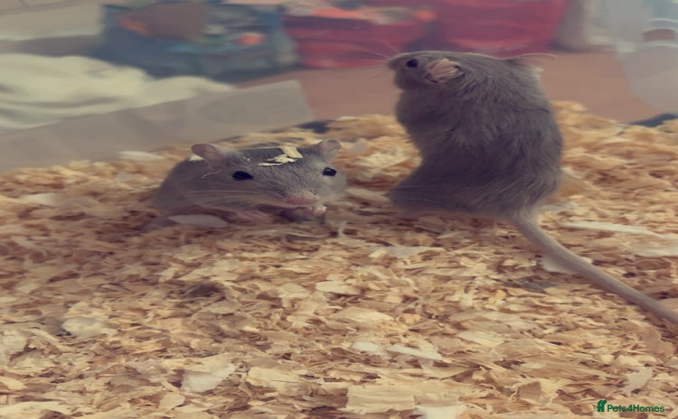 Gerbil rodents - Advert 1
