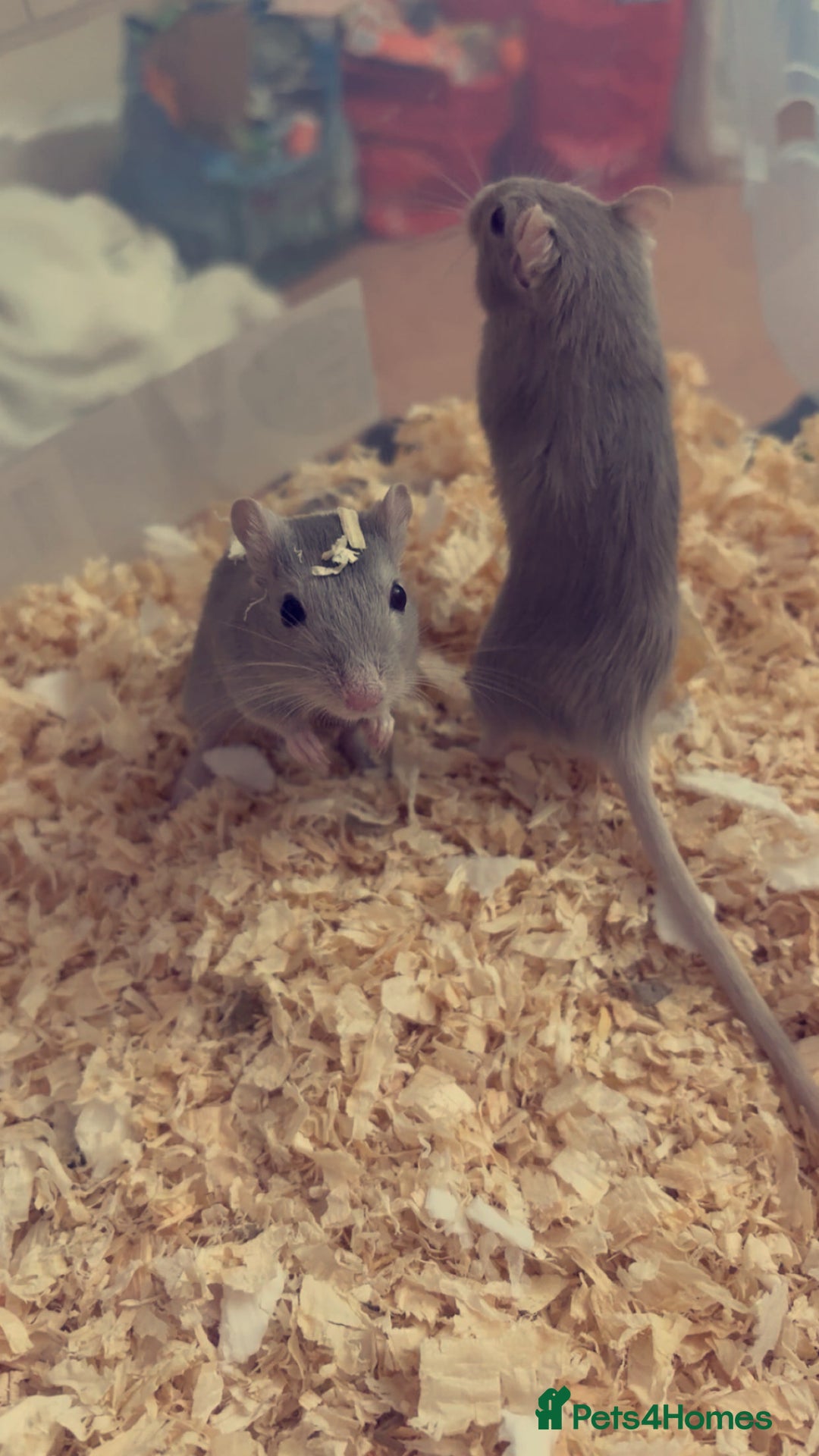 Gerbil rodents for sale: girbils  - Image 1