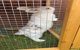 Mini Lion Lop rabbits for sale: Two bonded male bunnies  - Image 4