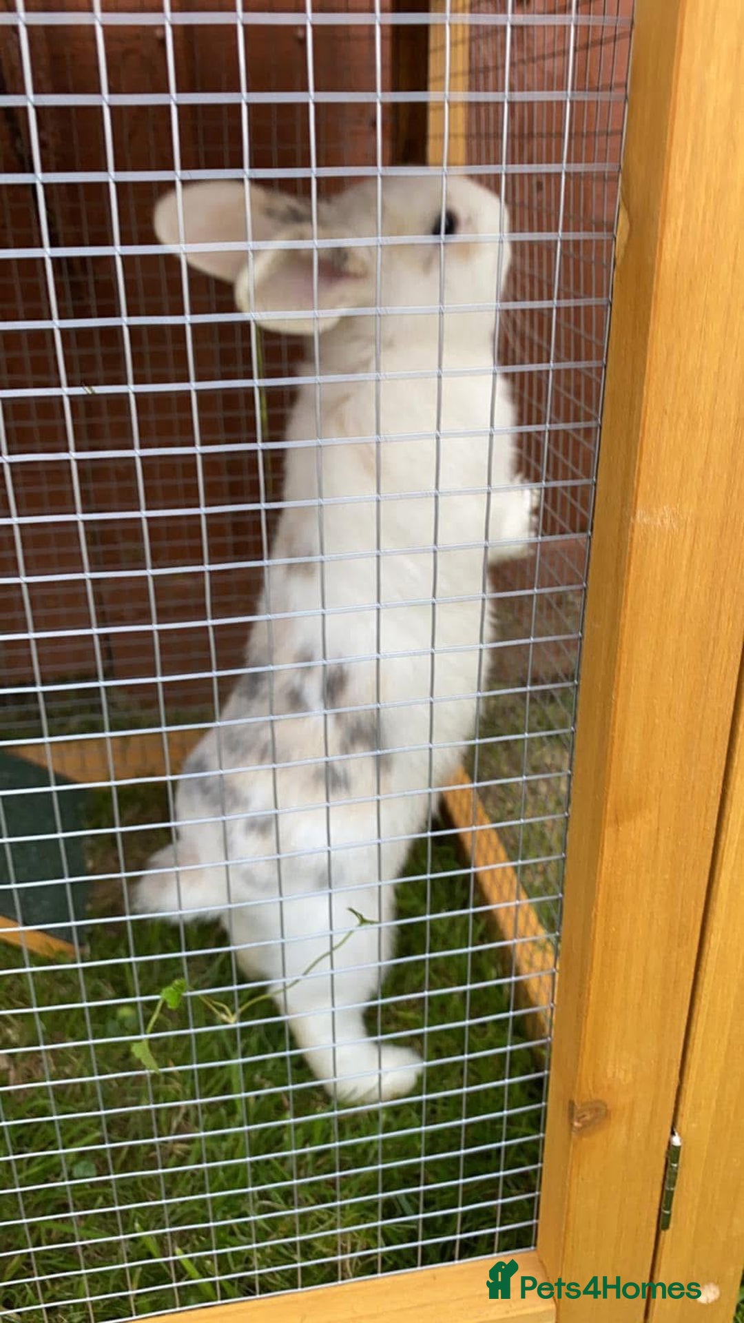 Mini Lion Lop rabbits for sale: Two bonded male bunnies  - Image 4