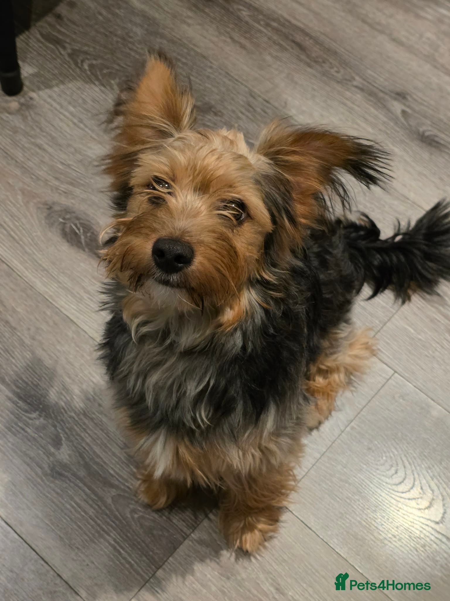 Yorkshire Terrier dogs Yorkshire terrier  in Leeds - Advert 1