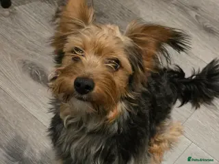 Yorkshire Terrier dogs Yorkshire terrier in Leeds - Advert 2