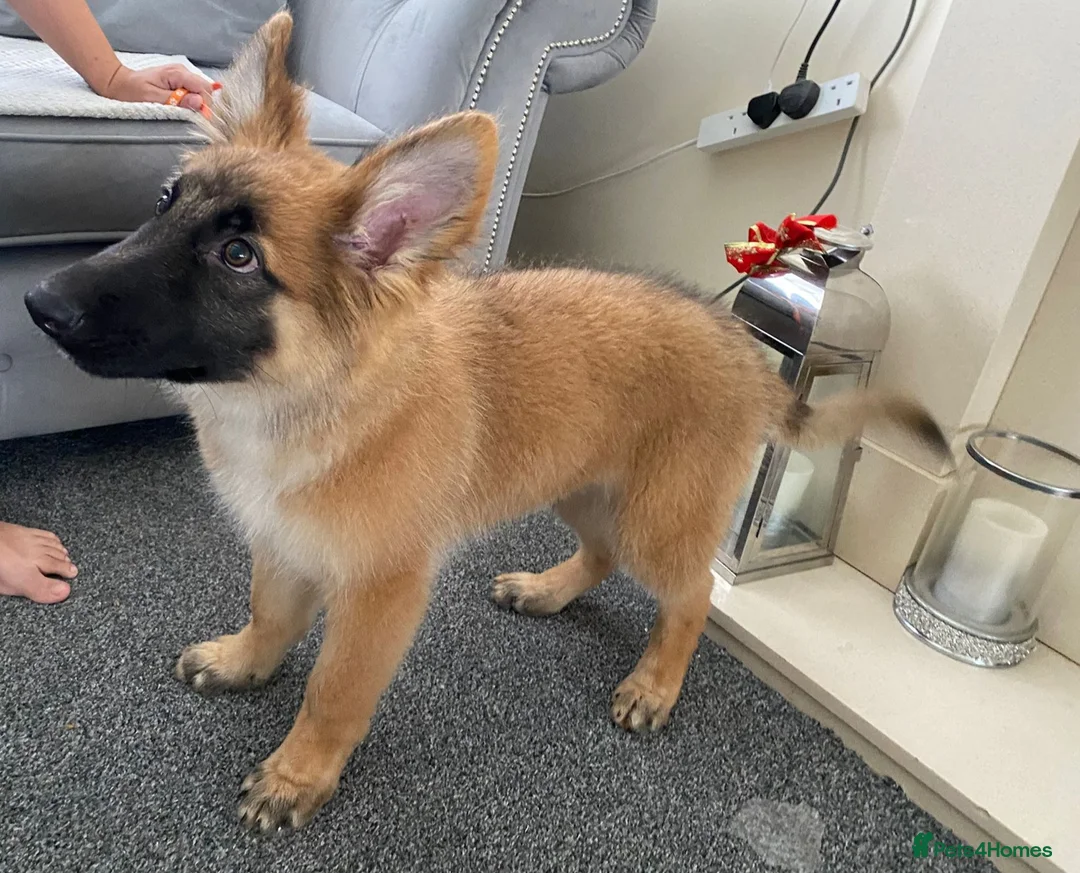 German Shepherd dogs for sale: German shepherd pup - Advert 2