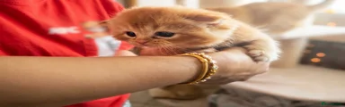 British Shorthair 1