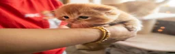 British Shorthair cats for sale: Adorable Kittens Ready For Reservation  in Leamington Spa - Advert 16