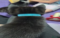 Mixed Breed cats for sale: One male and female tabby kittens  - Image 5