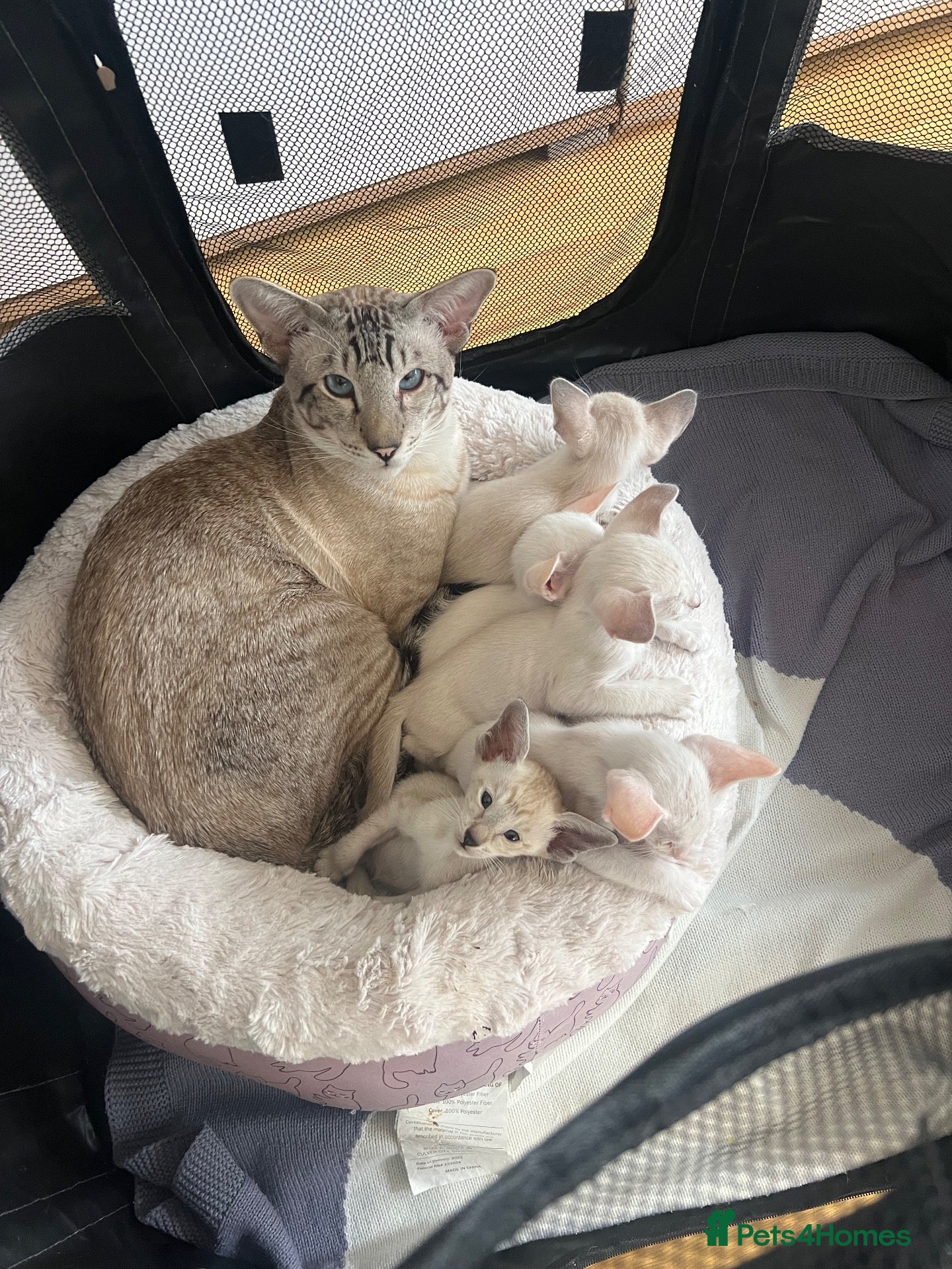 Siamese cats Stunning siamese kittens! Real hooligans!  - Advert 1