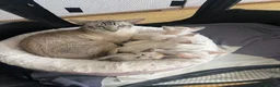 Siamese cats for sale: Stunning siamese kittens! Real hooligans!  in London - Advert 1