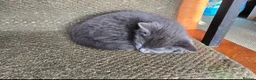 Mixed Breed cats for sale: Gorgeous kittens ready now! - Advert 4