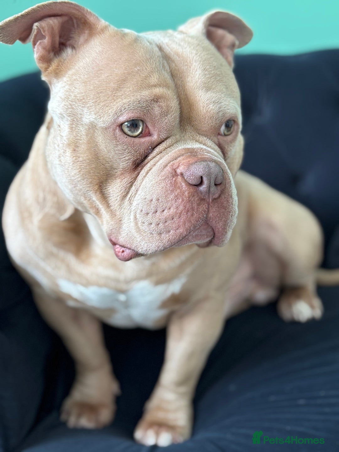 American Bully dogs for stud:  PROVEN💯Pocket/Micro American Bully🦍KUJO - Stud - Image 6