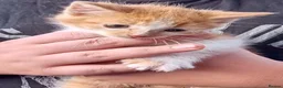 Mixed Breed cats for sale: Callie, smidge and Luna - Advert 3