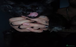 Mixed Breed cats for sale: Female black kittens  - Image 1