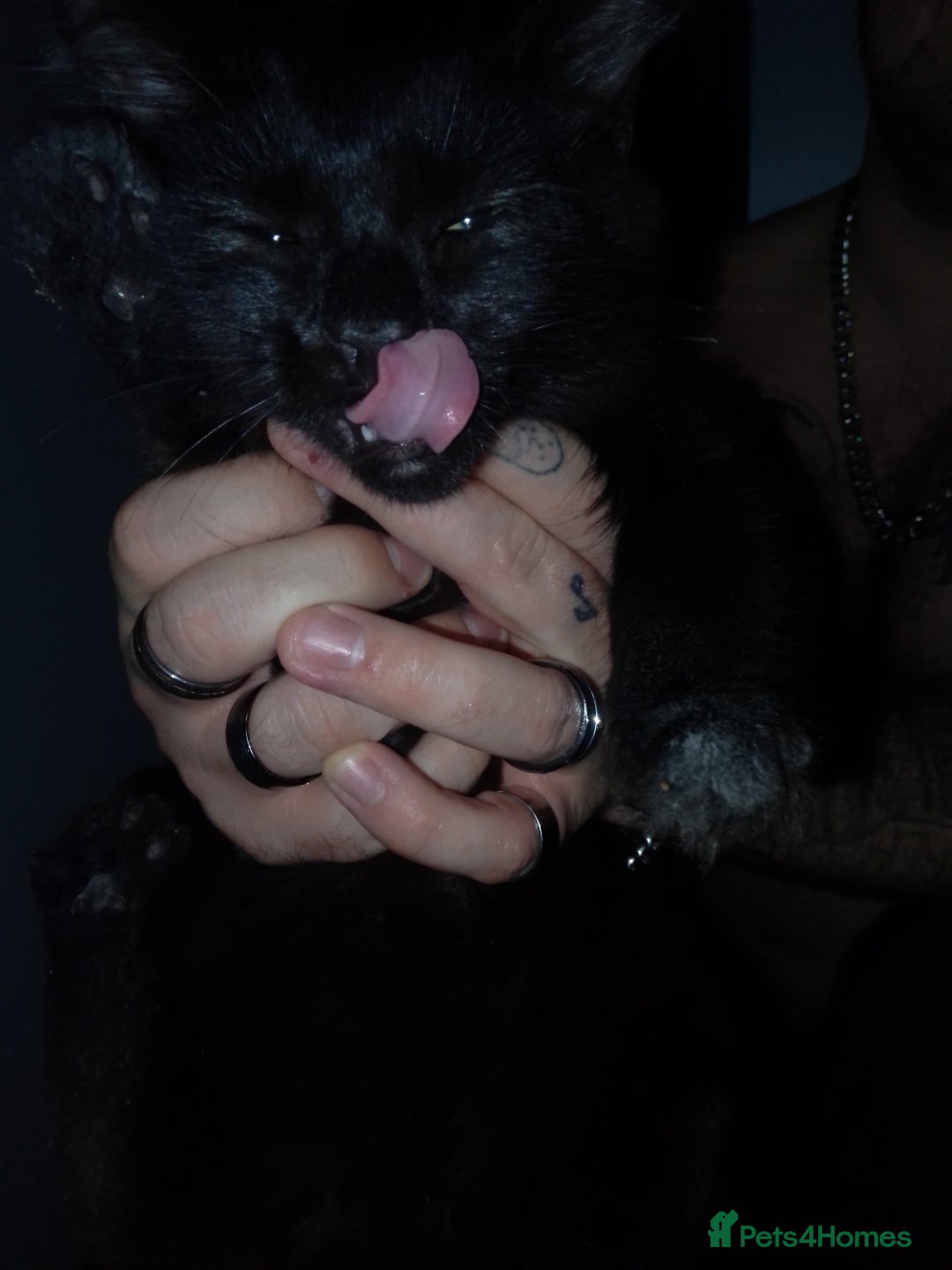 Mixed Breed cats for sale: Female black kittens  - Image 1