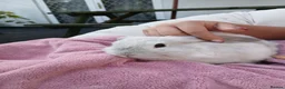 Mini Lop rabbits for sale: Lovely mini lop rabbits ready now - Advert 2