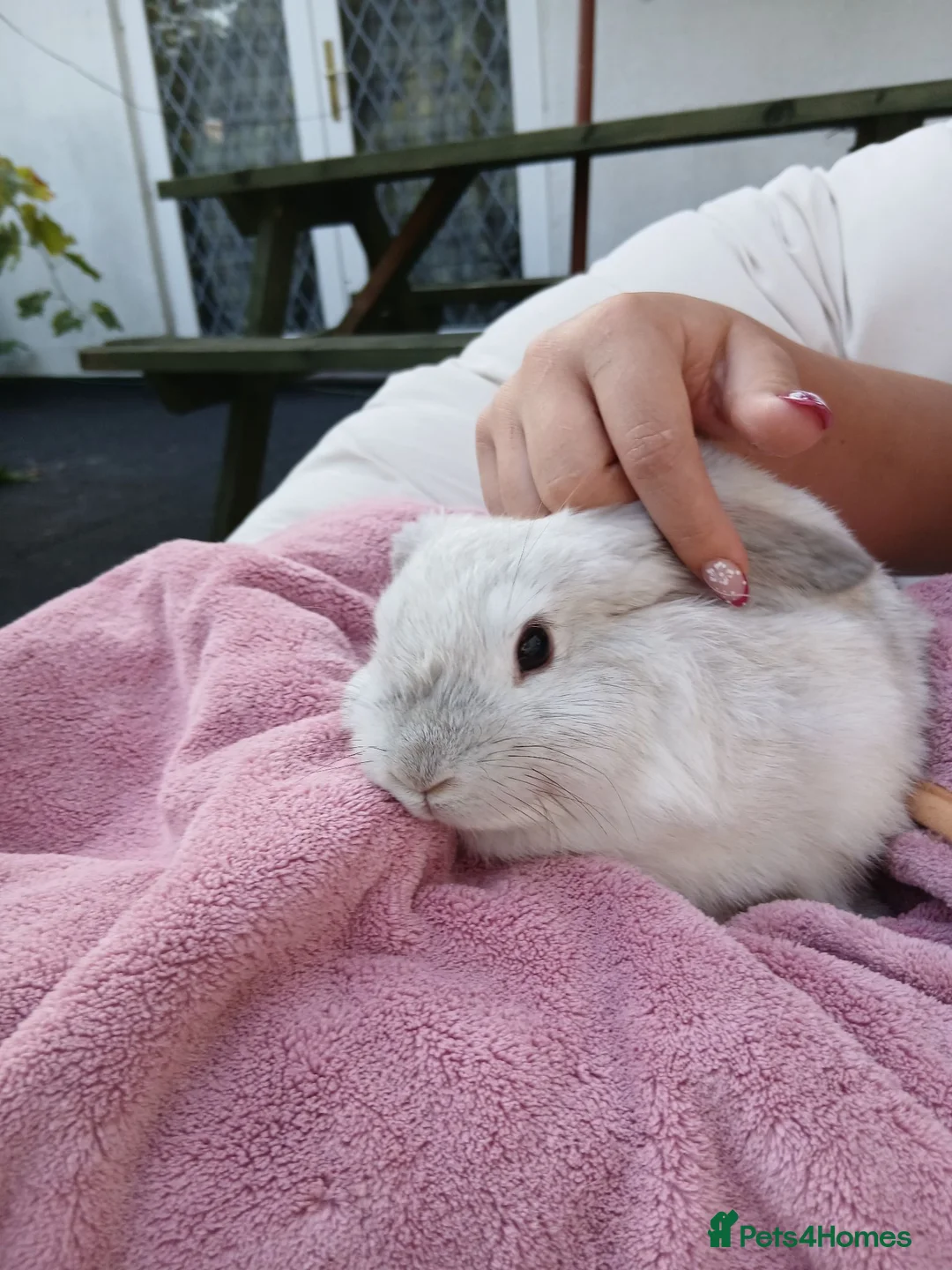 Mini Lop rabbits for sale: Lovely mini lop rabbits ready now - Advert 2