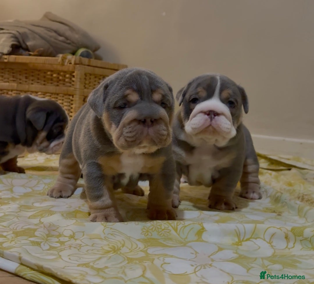 English Bulldog dogs for sale: English bulldog puppies - Advert 29