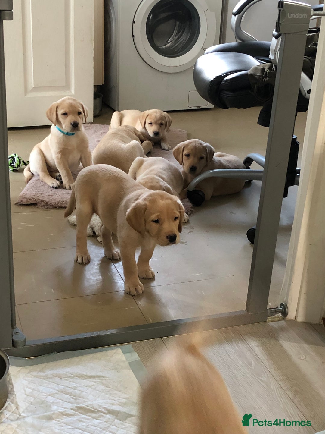 Labrador Retriever dogs for sale: Labrador pups - Advert 10