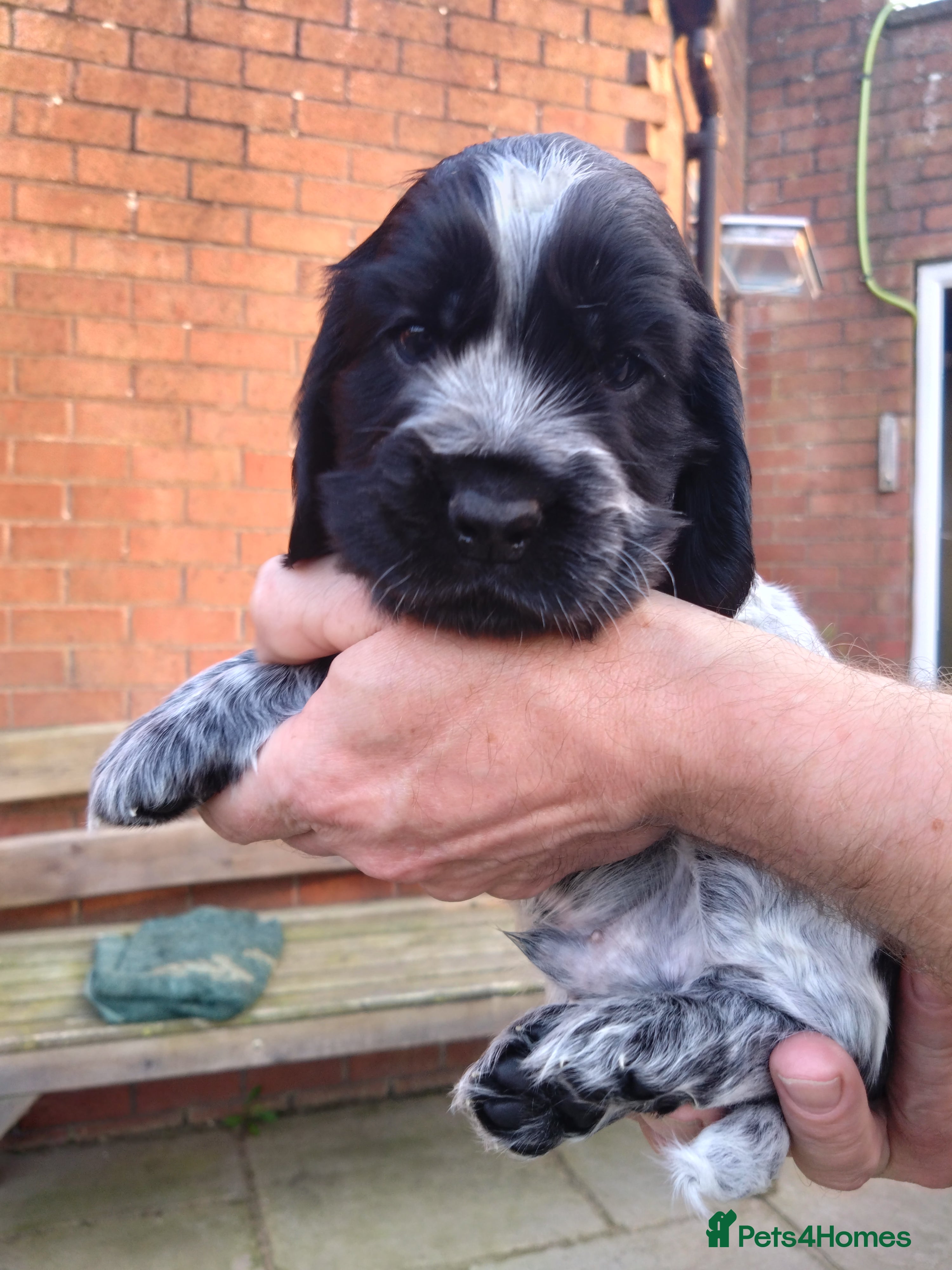 Cocker Spaniel dogs KC registered show type Cocker spaniel puppies  - Advert 2