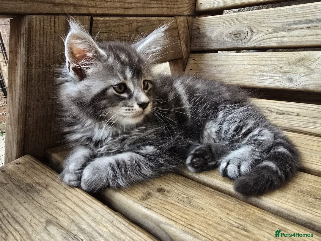 Maine Coon cats for sale: VARIOUS FULL PEDIGREE MAINE COON KITTENS FOR SALE in Rotherham - Image 22