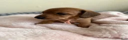 Miniature Dachshund dogs for sale: 5 beautiful miniature dachshund  - Advert 30