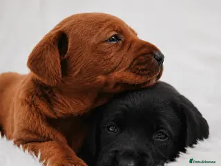 Labrador Retriever dogs Exceptional fully health tested Dark Red & Black - Advert 1