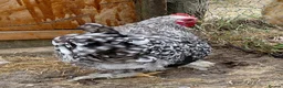 Chickens poultry for sale: Handsome Pekin Cockerels Free - Advert 2