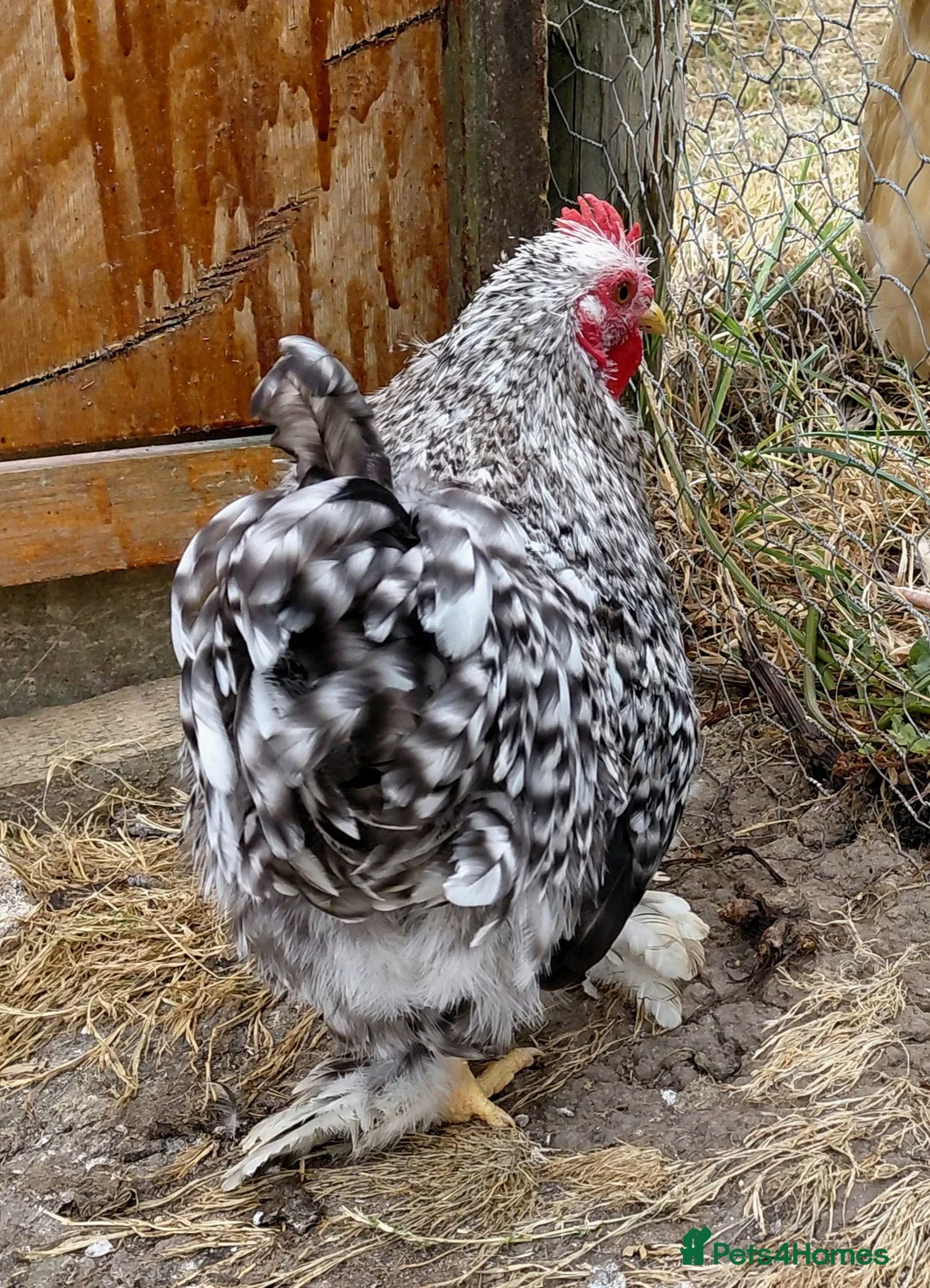 Chickens poultry for sale: Handsome Pekin Cockerels Free - Advert 2