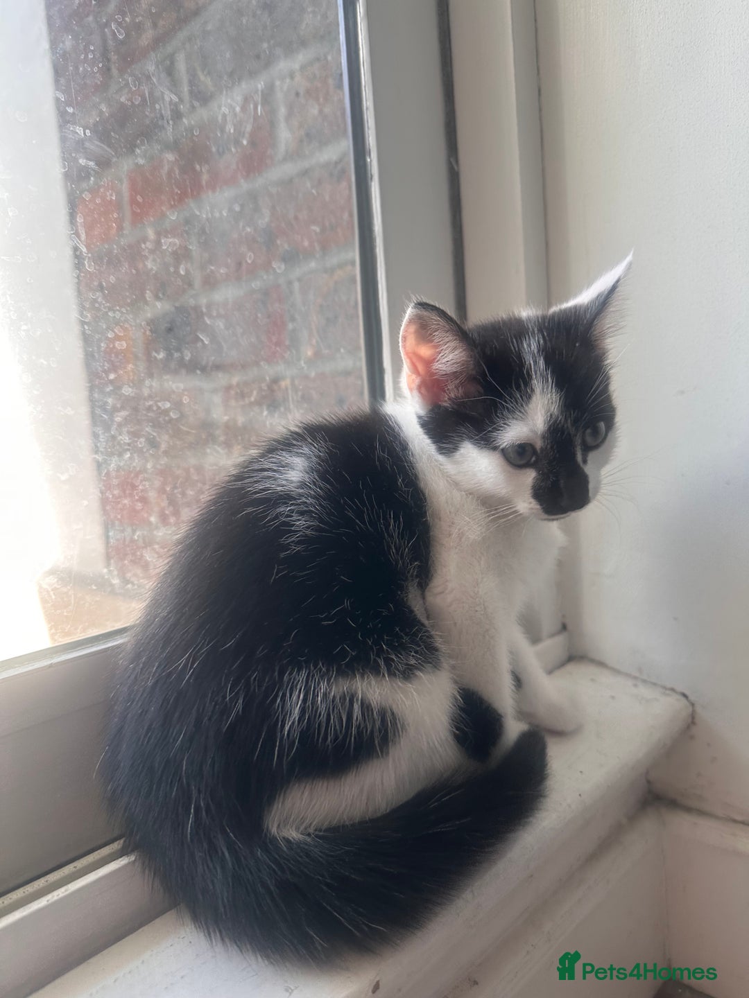 Domestic Shorthair cats for sale: Kittens for Sale!!! - Image 3