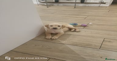 Labrador Retriever dogs - Advert 16