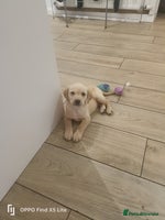 Labrador Retriever dogs - Advert 12