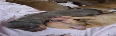 Chiweenie 4