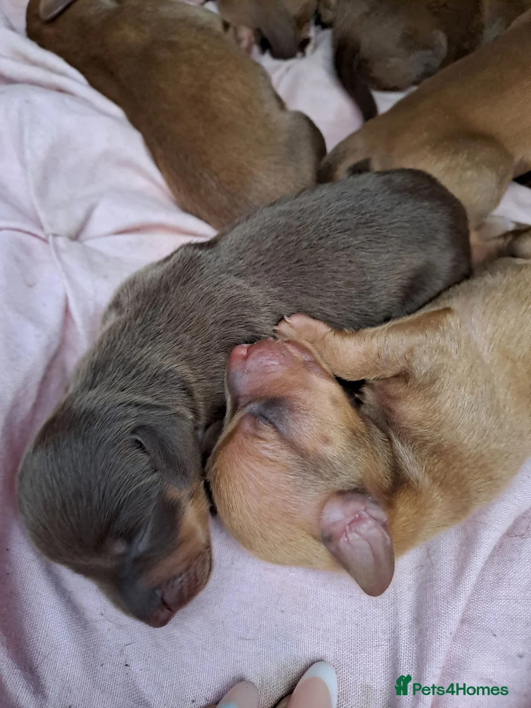 Chiweenie dogs for sale: Dachshund  - Advert 2